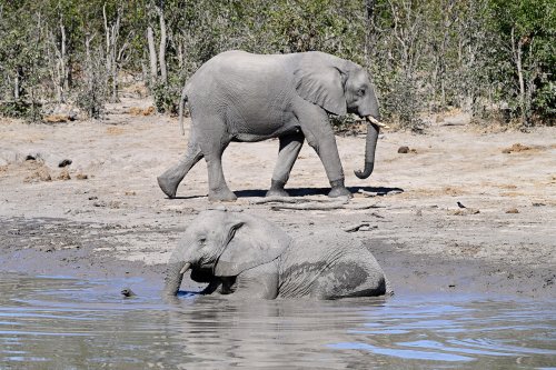 Moremi Game Reserve (Botswana) - Eléphants au bain dans le secteur de South Gate(VO-25-0976 B.jpg)